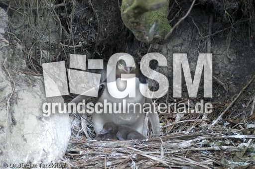 Gelbaugenpinguin (23 von 23).jpg